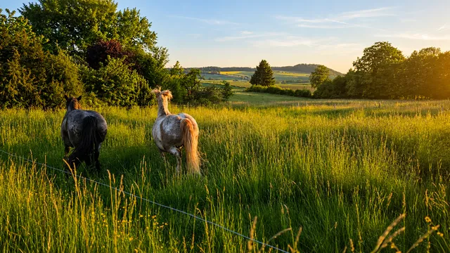 Grüne Wiese mit Pferden in der nordhessischen Landschaft